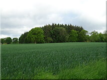 NO3934 : Crop field and woodland near Naltom House by JThomas