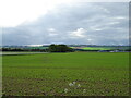 Crop field near Muirside