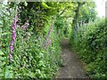 Foxgloves lining the footpath at Fine and Brave