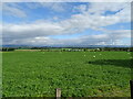 Sheep grazing, North Leckaway