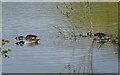 Canada Goose family at Shibdon Pond