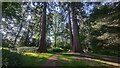 SU8969 : Three giant redwoods on Forester's Hill by James Emmans