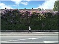 Rhododendron hedge