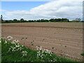 Potato crop in sandy soil, Pitforthie