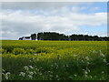 Oilseed rape crop, Muirton