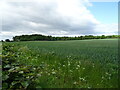 Cereal crop and woodland near Huntlyhill