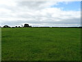 Grazing towards Rosemount Cottages