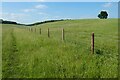 Pasture, Chute Forest