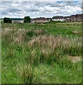 Rough pasture beside Mill Road