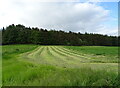 Partly cut silage field towards woodland