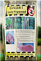 SD7909 : Danger! Giant Hogweed by David Dixon