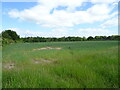 Cereal crop near Shipbriggs