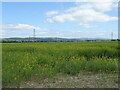 Oilseed rape crop, West Grange