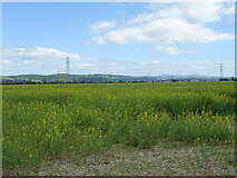 NO2625 : Oilseed rape crop, West Grange by JThomas
