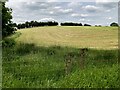 Corner of field left for wildlife, Tattyreagh Glebe