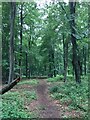 Path in Blackwood Forest