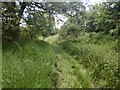 Green lane above Lower Lye