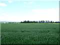 Cereal crop near Meggatland