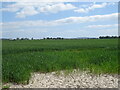 Cereal crop near Broomhall