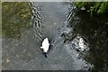 Amesbury: Swan taken from the footbridge over the River Avon