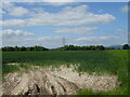 Cereal crop near Rawes