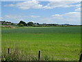 Cereal crop, Castle Huntly