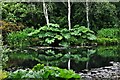 RHS Rosemoor: The Lake