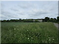 Wild verge, wheat field and barn, Burton Road