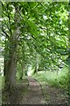 Path towards Burnholme Drive