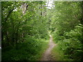 SO3967 : Path, Oakley Hill Wood by Richard Webb