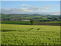 Cereal crop near Whitewalls