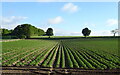 Potato field, Duntrune