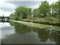 White waterlilies on the Bridgewater canal