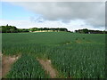 Cereal crop near Bankhead