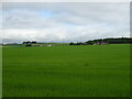 Crop field towards Caldhambank