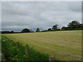 Cut silage field near Balmashanner