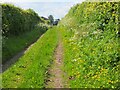 Hedgerow flowers near Jedburgh