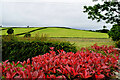 Colourful hedge, Stroancarbadagh