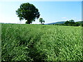 Footpath line through a mature Oil See Rape crop near Pontesbury