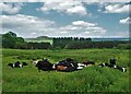 Cattle near North Hillswood Farm