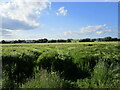 Rain battered barley near Langham