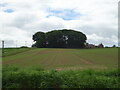 Crop field towards Fithie