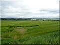 Cereal crop, Carcary