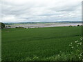 Cereal crop, Maryton