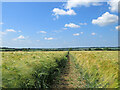 Footpath through barley