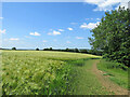 Barley field and footpath