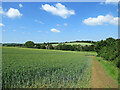 Hartest: wheatfields and footpath