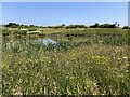 Pond off Taylor Way