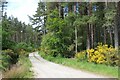 Forest trail in Tarlogie Wood