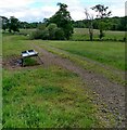 Grazing beside Murdostoun Road